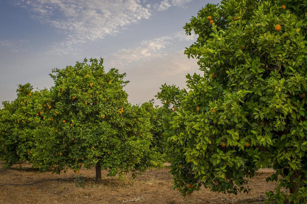 ואלה דה גוואדלופה Terra Del Valle Bed & Breakfast מראה חיצוני תמונה